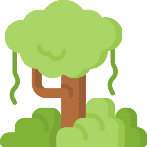 rainforest